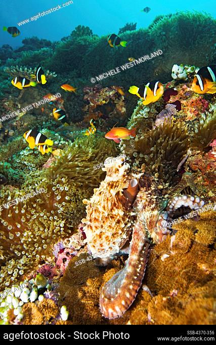 Reef Octopus Resting on Reef