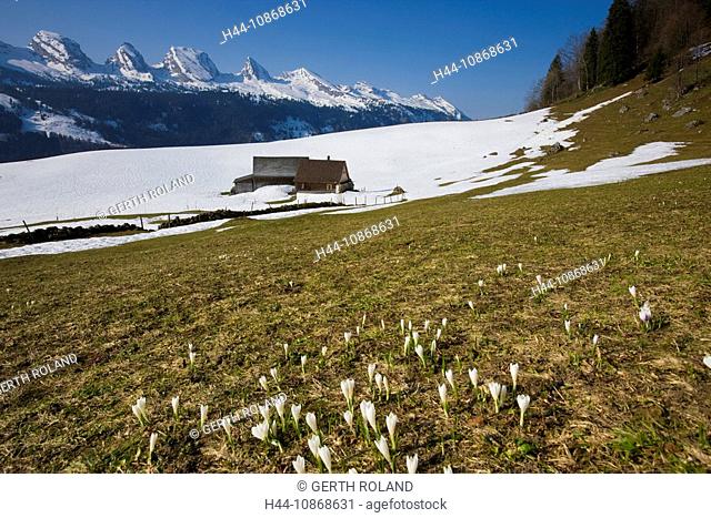 Old Saint Johann, Switzerland, canton St. Gallen, Toggenburg, Alp, flowers, crocuses, mountains, Churfirsten, snow, spring