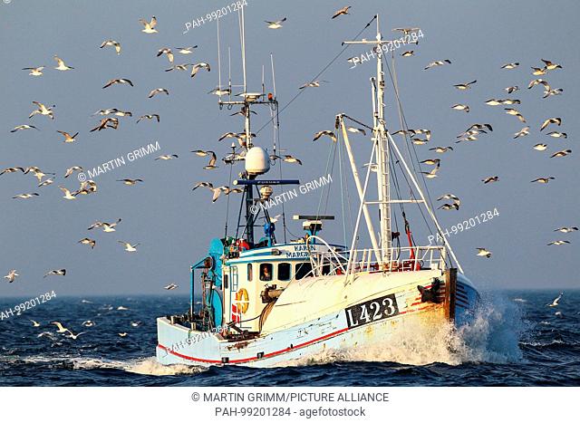 Fishing boat surrounded by big flying flock of gulls consisting mainly of European Herring Gull (Larus argentatus) as well as few Great Black-backed Gull (Larus...