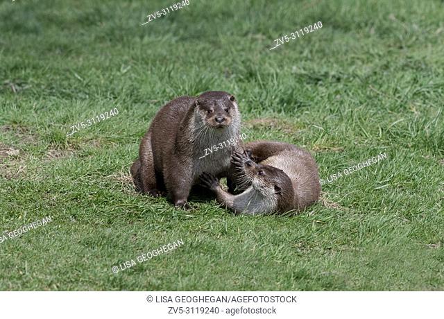 Pair of Otters, Lutra lutra. Spring. UK