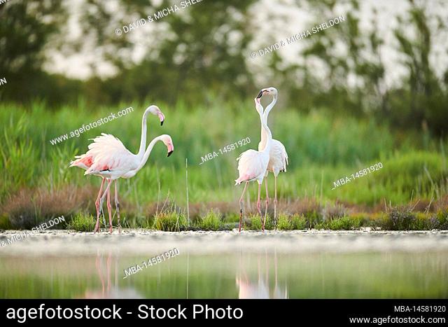 Pink flamingo (Phoenicopterus roseus), quarrel, fight, territory, territorial fights, Camargue, France, Europe