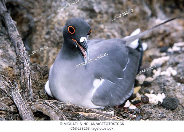 Swallow-tailed Gull (Creagrus furcatus) nesting on single egg. Galapagos Islands. Ecuador