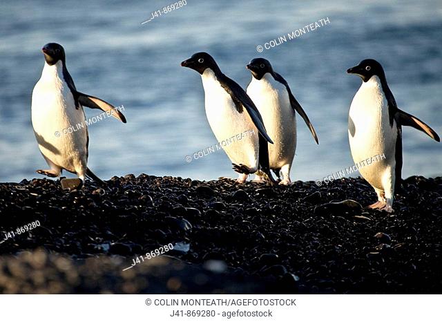 Adelie penguins run along beach, Cape Adare, North Victoria Land, Antarctica