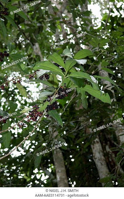 Shambo huayo (Stylogyne longifolia, Myrsinaceae) tree in fruit in a floodplain forest in the Peruvian Amazon. River dwellers gather the fruits in floodplain...