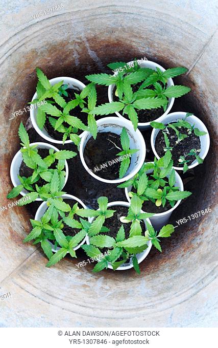 Young Cannabis plants in white plastic cups inside old steel bucket