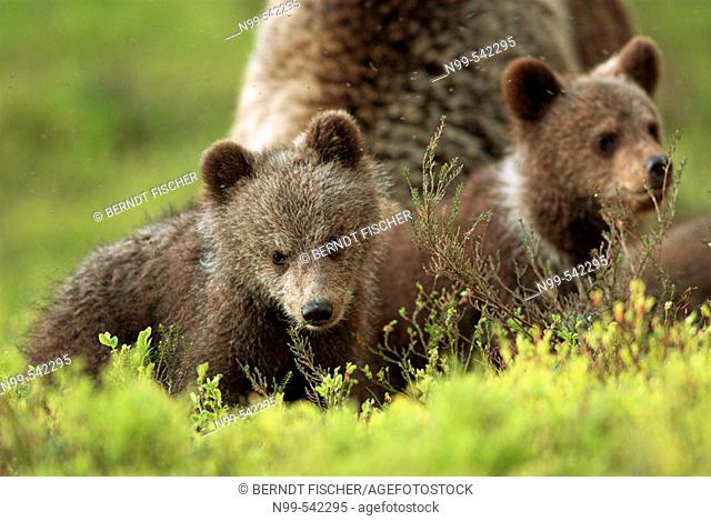 Brown Bear (Ursos arctos), female with cubs,  pine forest, Carelia, Finland