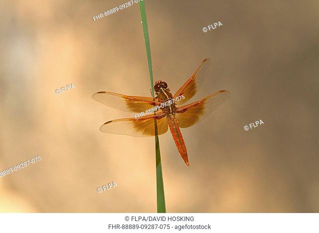 Flame Skimmer on reed Zion Canyon Utah USA
