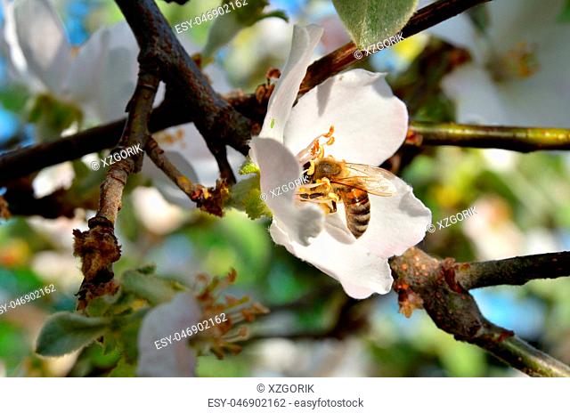A branch with a flower in which the bee sits