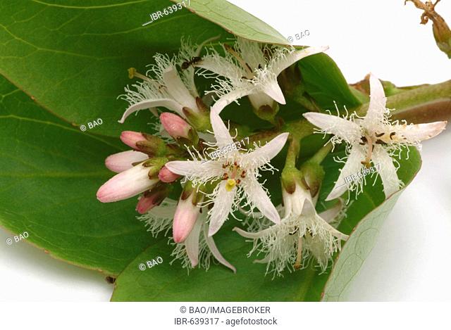 Bog-Bean or Buckbean (Menyanthes trifoliata), medicinal plant