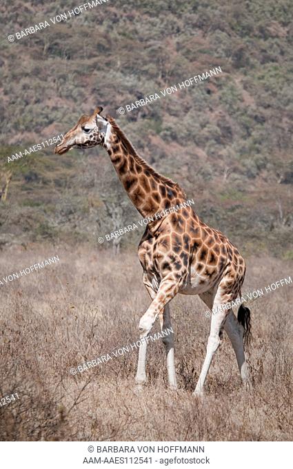 Rothschild's Giraffe (Giraffa camelopardalis rothschildi) Lake Nakuru National Park, Kenya