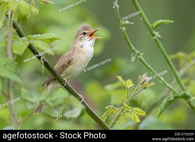 Reed Warbler (Acrocephalus scirpaceus), adult singing from a stem, Campania, Italy