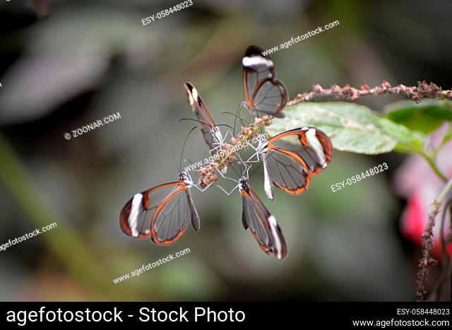 Glasswinged Butterflies (Greta oto) clustered together