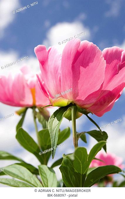 Pink flowers of paeonia officinalis, peony