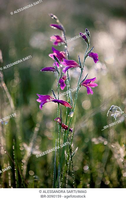 Bellflower (Campanula) with morning dew