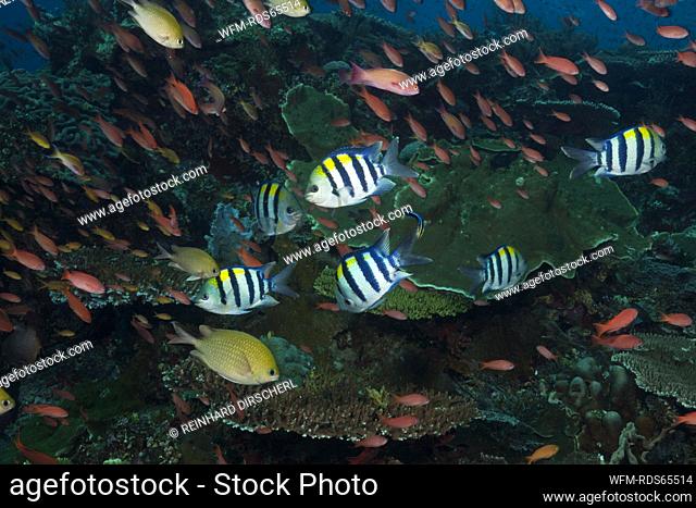 Coral Fishes over Reef, Komodo National Park, Indonesia