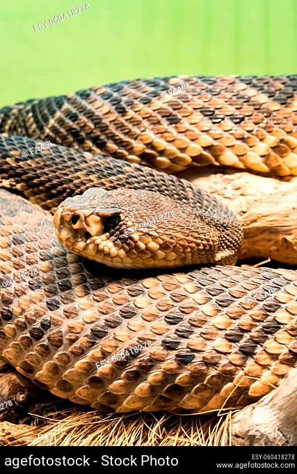 diamondback rattlesnake is a pit viper species found in the southeastern United States