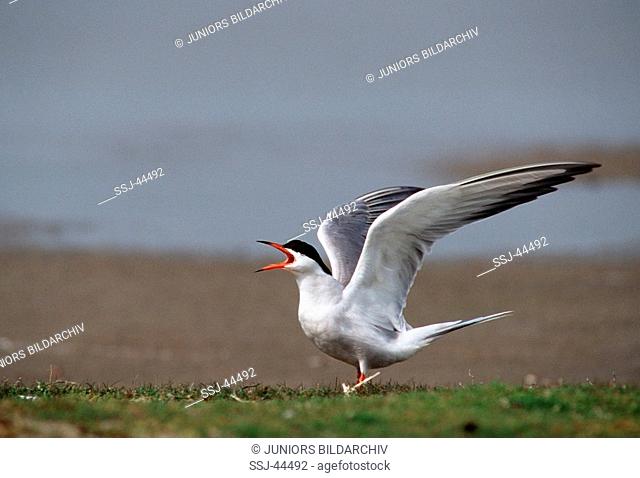 Sterna paradisaea / Arctic tern - calling -