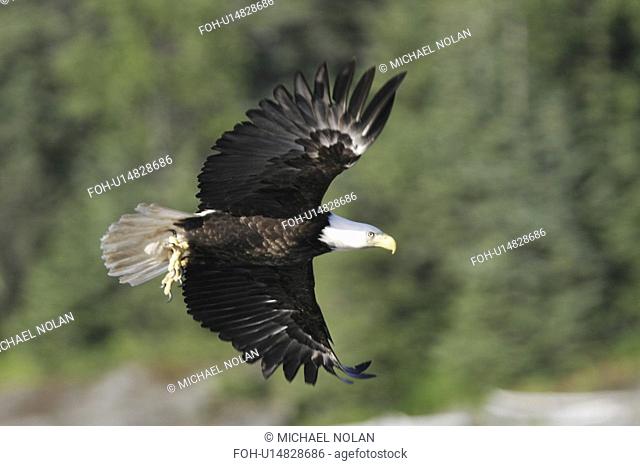 Adult American Bald Eagle Haliaeetus leucocephalus taking flight near Juneau in Southeast Alaska, USA. Pacific Ocean
