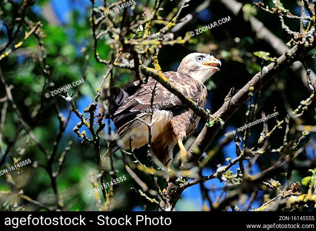 young buzzard common buzzard (Buteo buteo)