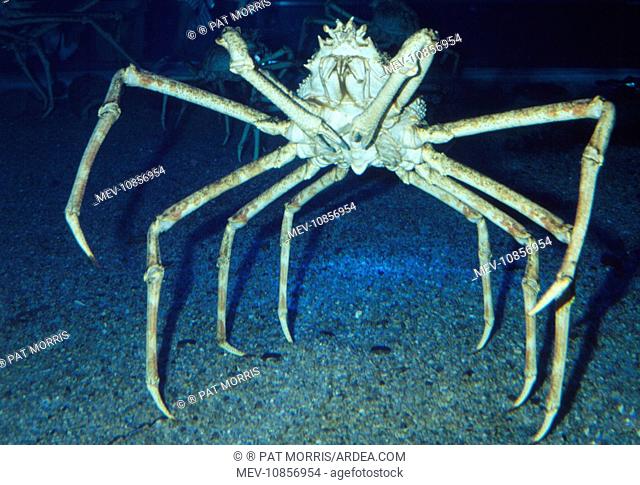 Giant Japanese Spider CRAB - Worldis largest arthropod (Macrocheira kaempferi)