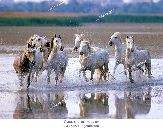 Camargue horses - running in water