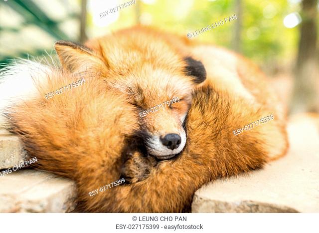 Wild fox sleeping