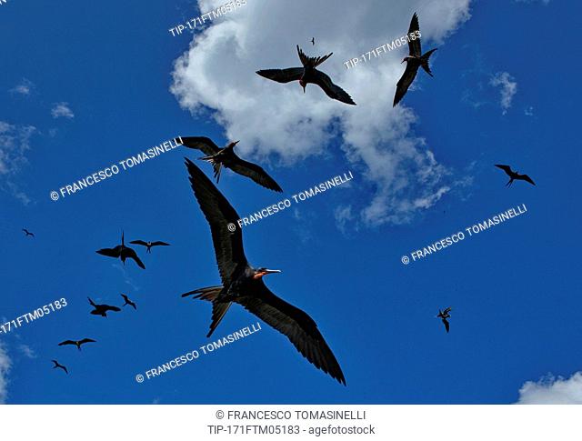 Magnificent Frigatebird (Fregata magnificens), flight of birds