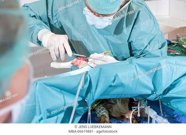 Dog at the veterinarian, intubated, operation, hind leg, patella, cruciate ligament, sinews, suture