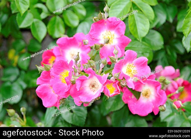 Heckenrose, wildrose, hundsrose, rose, rosa, blume, blüte, natur, pflanze, Hagrose, pink, blumen, flora, büten, blumen