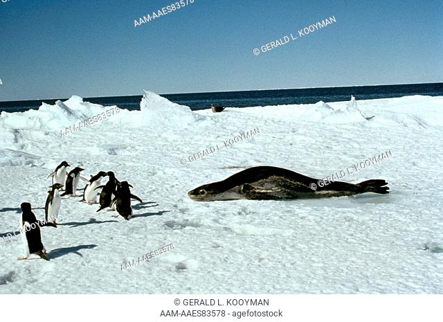 Leopard Seal and Penguins (Hydrurga leptonyx) Cape Washington, Antarctica