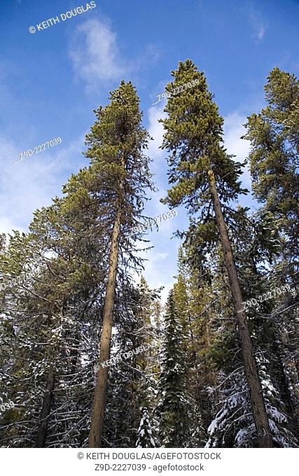 Lodgepole Pine trees, Hudson Bay mountain area, Smithers, British Columbia