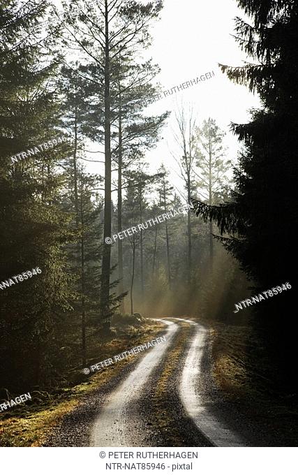Scandinavian Peninsula, Sweden, SkÃ¥ne, View of empty dirt track passing through forest