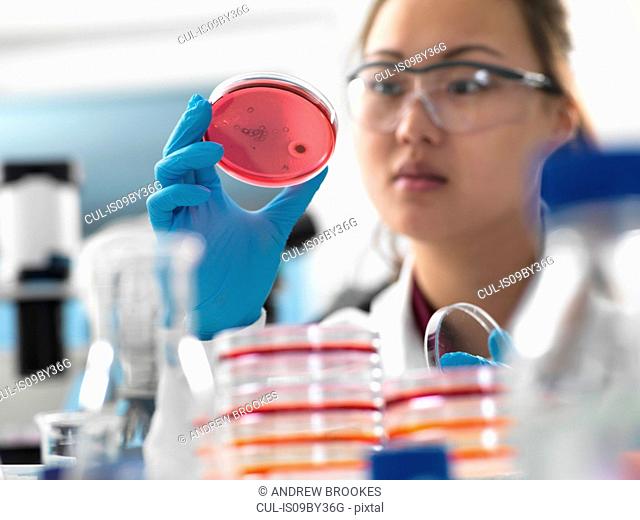 Scientist examining microbiological cultures in petri dishes in laboratory