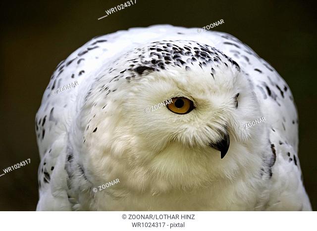 Bubo scandiacus, Snowy Owl, Great White Owl