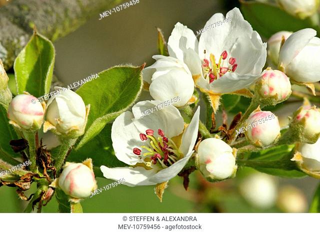 Pear tree blossoms - in full bloom in spring (Pyrus communis)