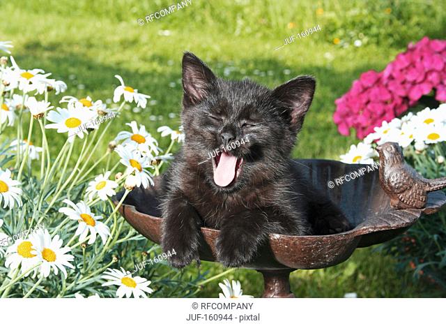 black kitten in a bird bath