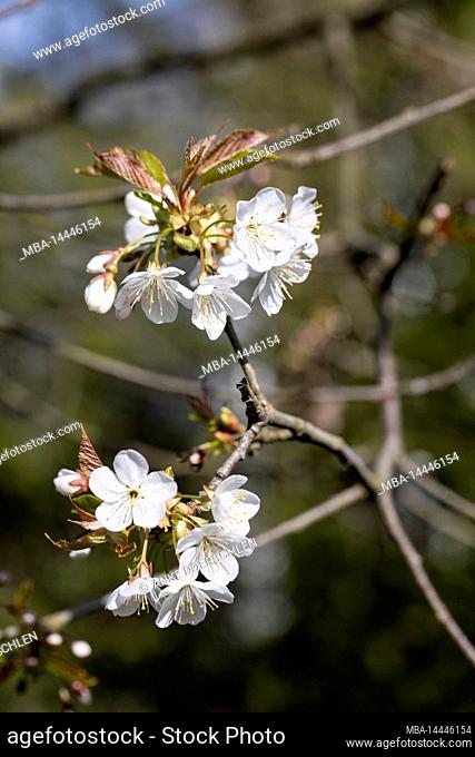 Knotty branch with white apple blossom in Germany