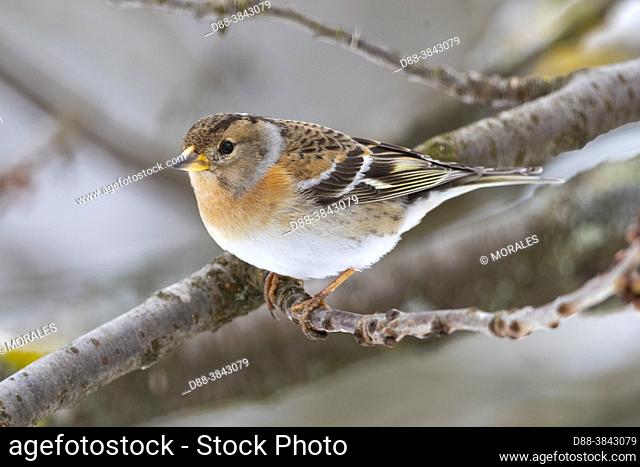 Europe, France, Alsace, Obernai, Northern chaffinch (Fringilla montifringilla), adult female posed in a cherry tree in winter with snow