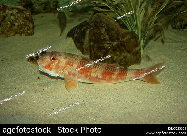 Striped barb, Striped mullet, Other animals, Fish, Perch-like, Animals, Red mullet