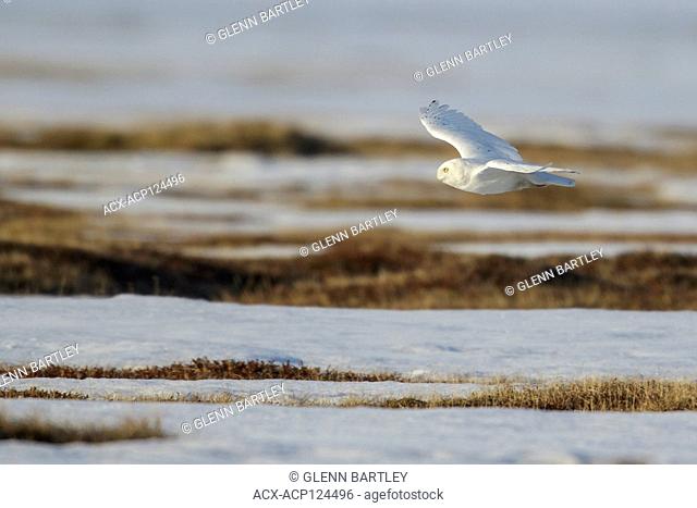 Snowy Owl (Bubo scandiacus) flying over a small pond on the tundra in Northern Alaska