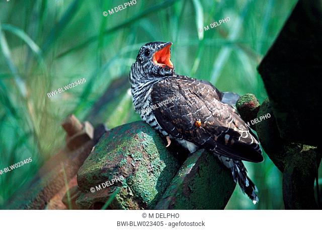 Eurasian cuckoo Cuculus canorus, Germany