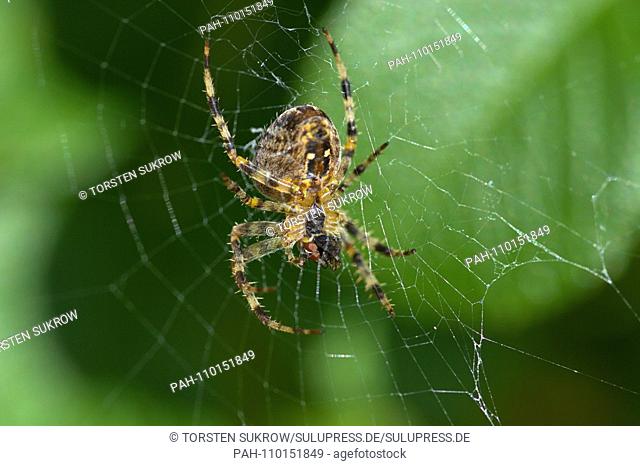 A garden spider (Araneus diadematus) eats its prey in the spider web, a fly on a beautiful autumn day in October 2018 in Schleswig