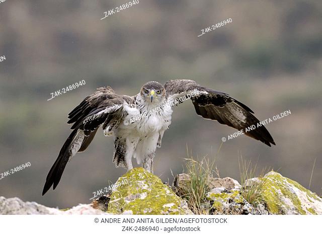 Bonelli's Eagle (Aquila fasciata) taking of for catching his prey