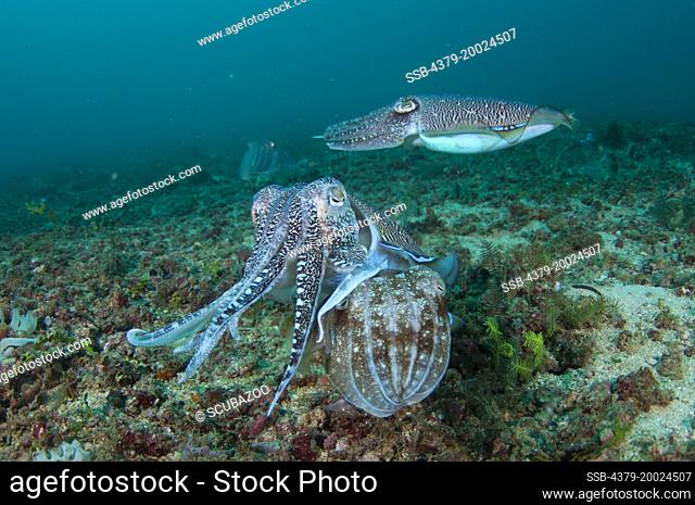 Four Pharoah Cuttlefish, Sepia pharaonis, interacting together close to the seabed, Taliabu Island, Sula Islands, Indonesia
