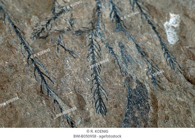 Araucaria sternbergii, fossil conifer, Eocene, Tyrol, Austria, Tyrol