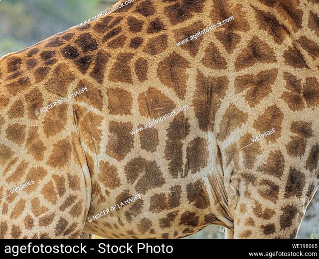 South African giraffe or Cape giraffe (Giraffa camelopardalis giraffa) detail of skin patterns. Karoo, Western Cape, South Africa