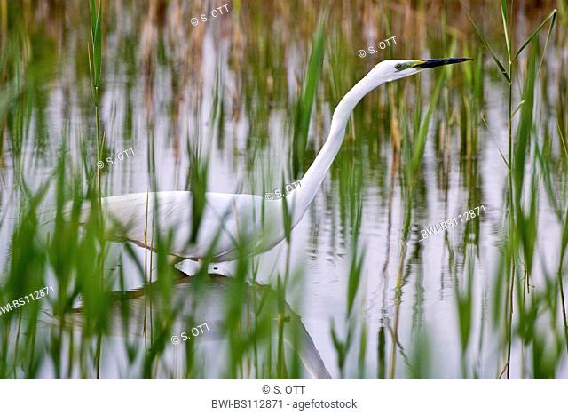 great egret, Great White Egret (Egretta alba, Casmerodius albus, Ardea alba), stalking in swamp