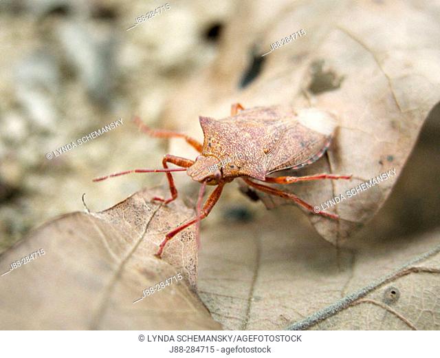 Spined Soldier Bug (Podisus modestus)