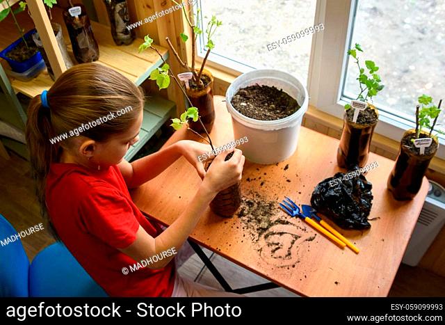 Top view of a girl sitting at a table and replanting garden plants