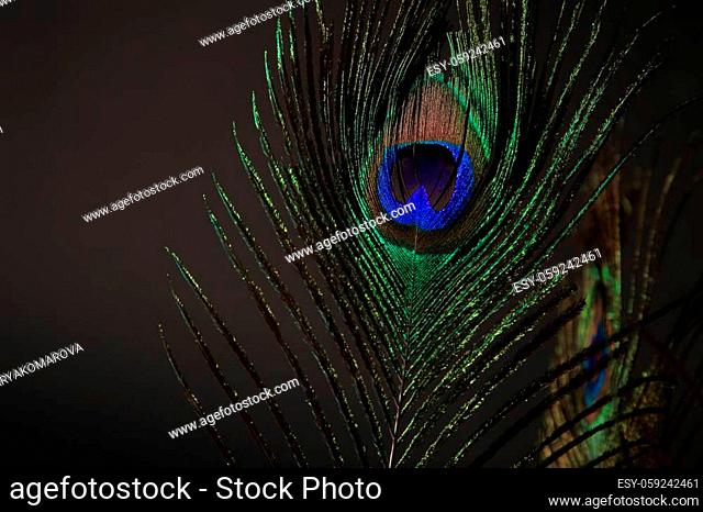 Blue peacock design on black background Stock Photos and Images |  agefotostock